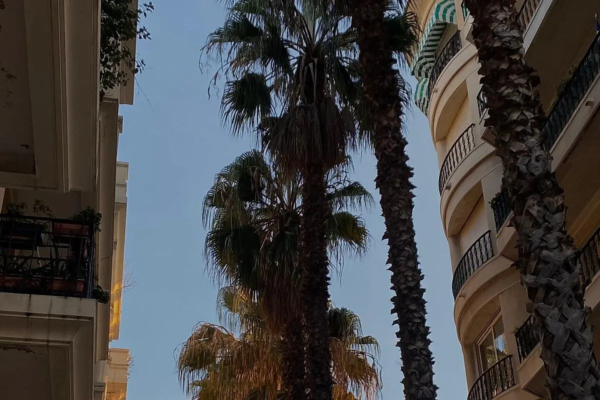 Tall palms between two apartment buildings, the lowest fronds lit by the late sun.